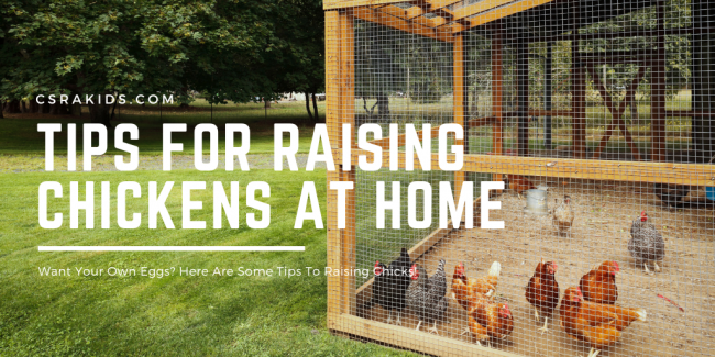 Article Graphic – 2025-02-12T140243.167 raising chickens