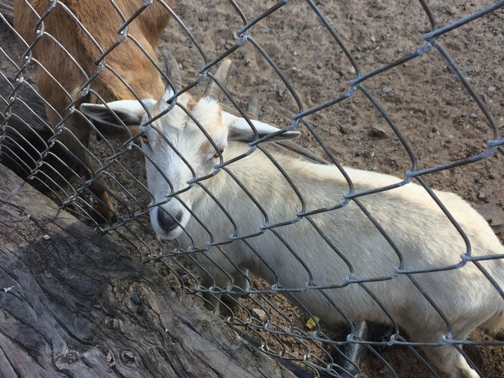 Petting Zoos & Animal Farms CSRA Kids Augusta, Aiken & N. Augusta