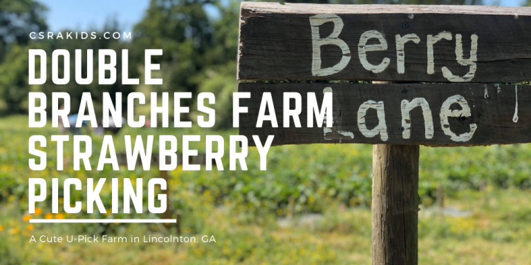 Strawberry Picking at Double Branches Farm Strawberry Picking at Double Branches Farm