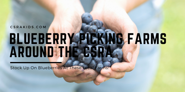 blueberries augusta ga